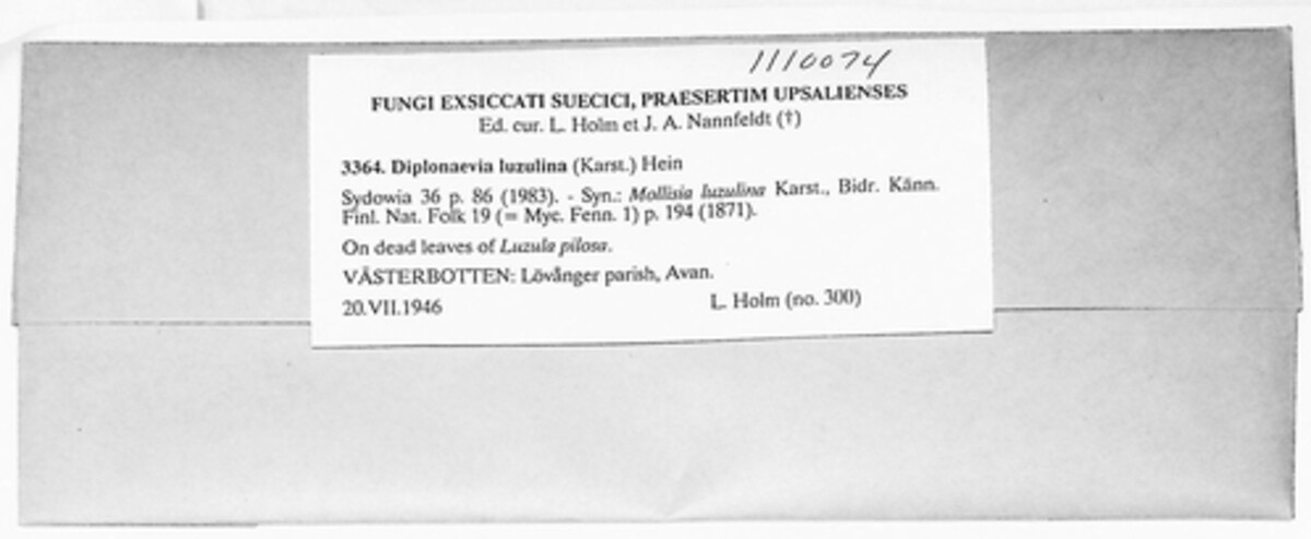 Diplonaevia luzulina image